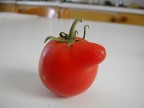 pomodoro bugiardo pomodoro bugiardo
