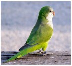 Pappagallino Pappagallino