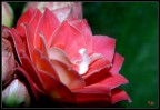 fiore fiore