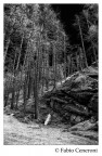 nel bosco nel bosco