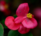 begonia mah ? begonia mah ?