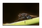una mosca (credo!)