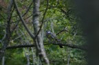 Birdwatching