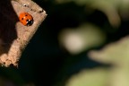 Coccinella al sole Coccinella al sole