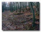 Tappeto autunnale Tappeto autunnale