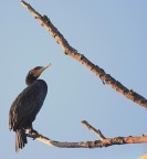 Il cormorano Il cormorano