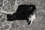 ombra canina ombra canina