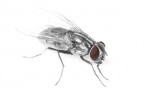 mosca in high key