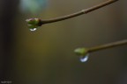 Finalmente anche da me una giornata grigia nebbiosa e gocciolante e finalmente gocce anche per me!!

Non ho usato il cavalletto poich essendo in prestito non era il caso di infangarlo :D


Dati di scatto:
sigma 180 macro
1/125
f/10
iso 1250
mano libera - no post


Che ve ne pare?