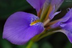 Iris 1