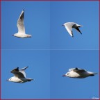 Il volo di un gabbiano Il volo di un gabbiano