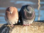 fredda giornata d'inverno
anche loro cercavano un raggio di sole per potersi riposare