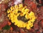 Gorgiera di uova Gorgiera di uova