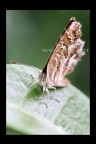 Butterfly Butterfly