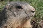 MARMOTTA 5 MARMOTTA 5
