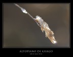 Cristallo
