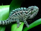 Furcifer Lateralis