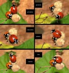 Anche le coccinelle nel loro piccolo si divertono.... Anche le coccinelle nel loro piccolo si divertono....