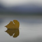 Foglia in attesa Foglia in attesa