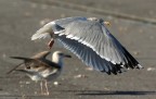 Gabbiano reale nordico (Larus argentatus)