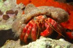 Pagurone Pagurone
