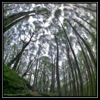 La foresta del Monte Amiata, Toscana La foresta del Monte Amiata, Toscana