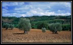 La campagna di Montalcino, Siena. La campagna di Montalcino, Siena.