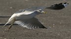 Gavina (Larus canus) Gavina (Larus canus)