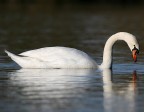 Cigno Cigno