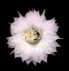 Fiore Cactus Fiore Cactus