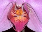 orchidea2 orchidea2