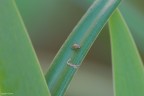 Un piccolissimo insetto (1mm di lunghezza circa) in posa su una foglia...


Dati di scatto:
sigma 180 macro
1/60
f/10
iso 800
treppiede - no post


Graditissime le critiche :)