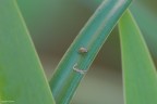 On the leaf On the leaf