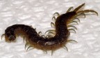 Scolopendra cingulata Scolopendra cingulata