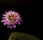 Fiore complesso Dedicato alle donne semplici Fiore complesso Dedicato alle donne semplici