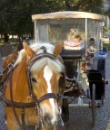 carrozza piazza bra vr carrozza piazza bra vr
