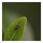 the green side of the moon the green side of the moon