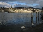 lucerna lucerna