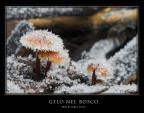 Gelo nel bosco Gelo nel bosco