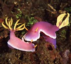 Hypselodoris bullockii Hypselodoris bullockii