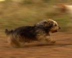 Pantegana da corsa - il mio 1 panning Pantegana da corsa - il mio 1 panning