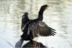 Un bel Cormorano che si asciuga al sole del tramonto Un bel Cormorano che si asciuga al sole del tramonto