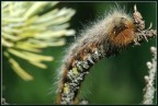 Bruco peloso Bruco peloso