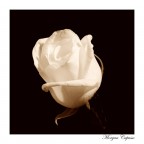 withe rose withe rose