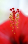 Hibiscus Fruit Hibiscus Fruit