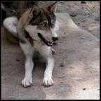 occhi di ghiaccio occhi di ghiaccio