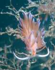 Cratena peregrina, nudibranco di circa 2 cm; in realt la foto  del 3 dicembre.

Tanti auguri a tutti