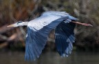 Volo Volo