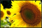 Girasole Girasole