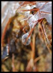 ICE - 04 (set 1)